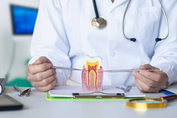 Best Emergency Dental Services for Seniors in Stone Park, IL